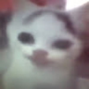 Meet your Posher, Maggie